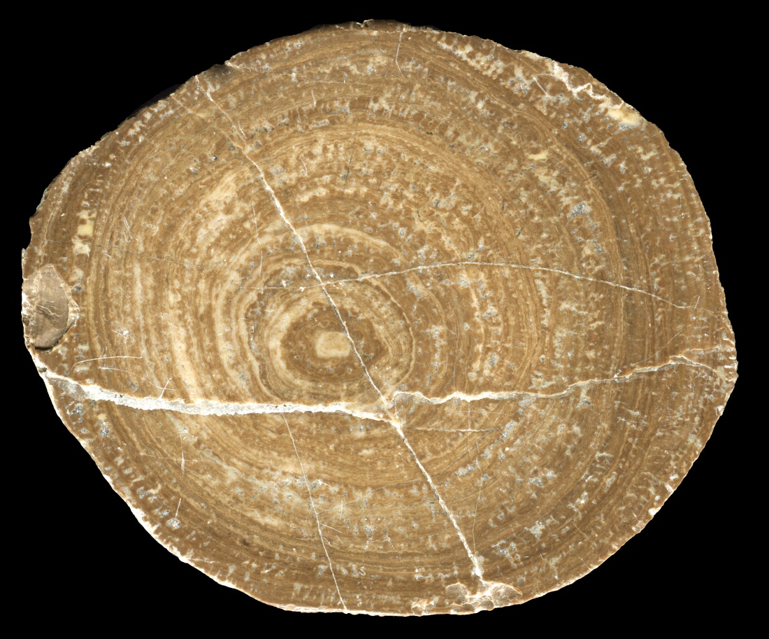 A Pisolitic Nodule from Utah