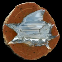 Baby Doe Thunderegg