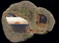 Fallen Tree Thunderegg